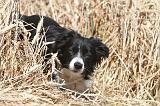 BORDER COLLIE 091